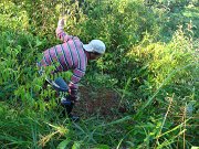 Maintenance of planted seedlings (3)